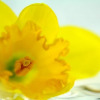 L’ingredienti! Narcis
